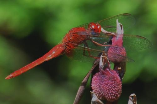 Réf. 73 803 : Crocothemis erythraea