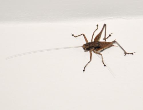 Réf. 73 964 : Rhacocleis poneli