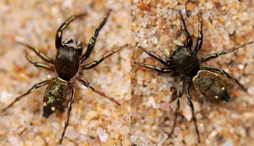 Réf. 73 255 : Heliophanus aeneus