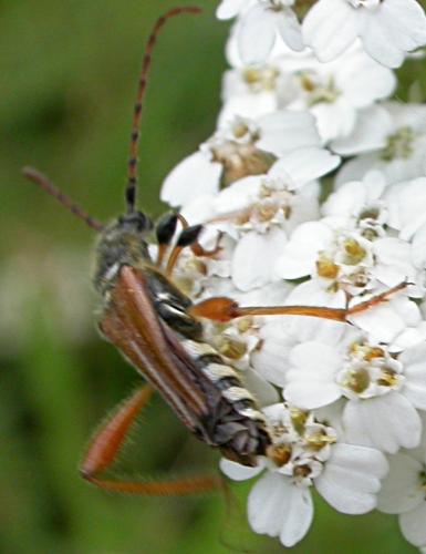 Stenopterus rufus