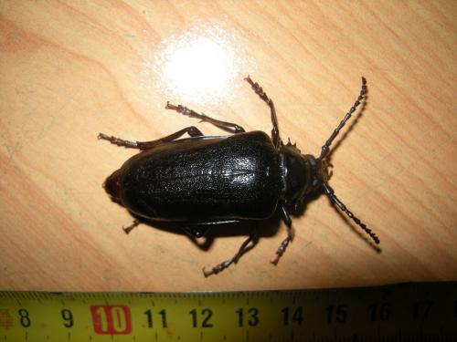 Prionus coriarius