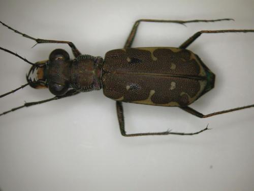 Myriochila melancholica