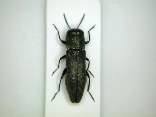 Agrilus grandiceps hemiphanes