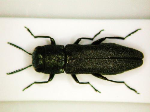 Réf. 73 868 : Agrilus grandiceps hemiphanes