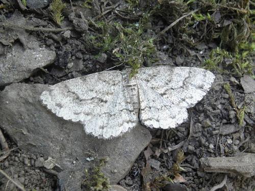 Ectropis crepuscularia