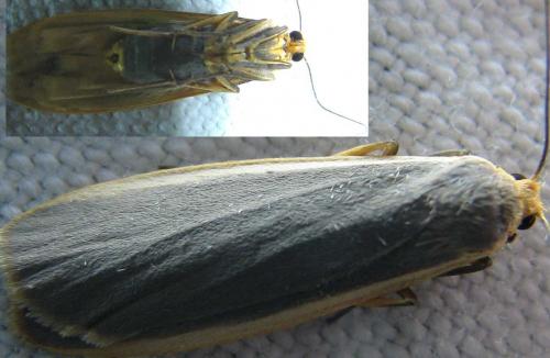 Eilema lurideola