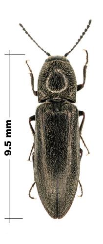 Réf. 73 066 : Cidnopus aeruginosus