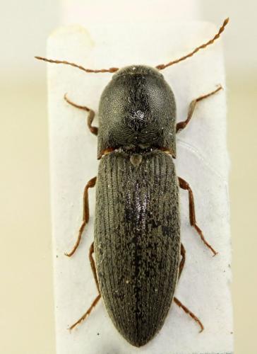 Réf. 73 227 : Agriotes obscurus