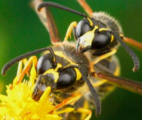 Réf. 73 468 : Eumenes papillarius
