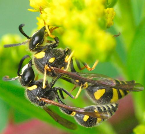 Réf. 73 466 : Eumenes papillarius