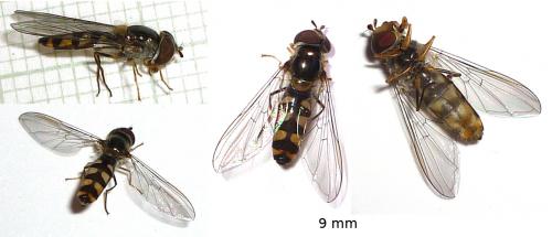 Meliscaeva auricollis