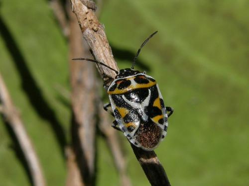 Eurydema ornata