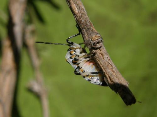 Eurydema ornata