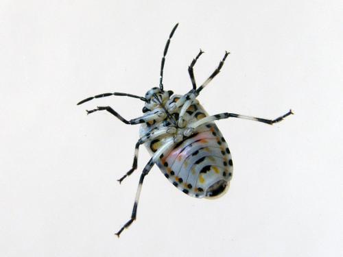 Réf. 73 664 : Eurydema ornata