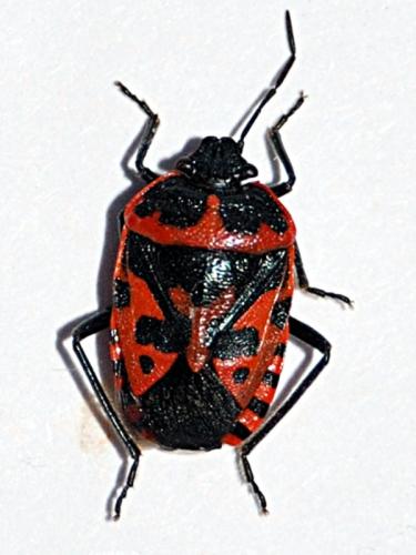 Eurydema ventralis