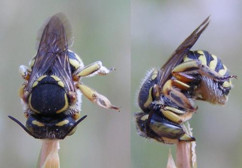 Réf. 73 206 : Anthidium loti