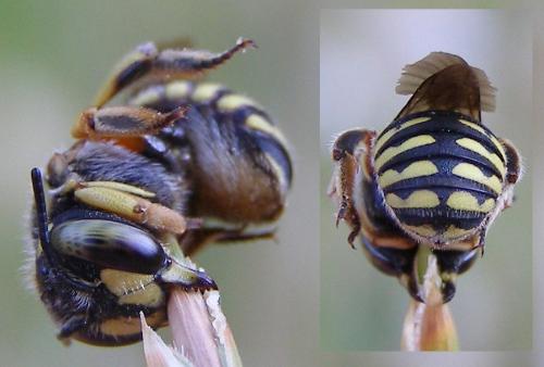 Anthidium loti