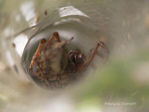 Agelena labyrinthica