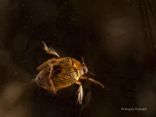 Réf. 73 413 : Peltodytes sp.