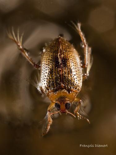 Peltodytes sp.