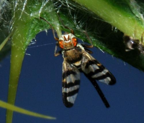 Urophora sp.