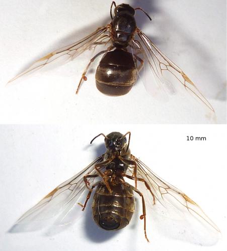 Lasius sp.