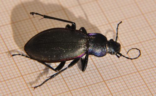 Réf. 73 213 : Carabus violaceus purpurascens