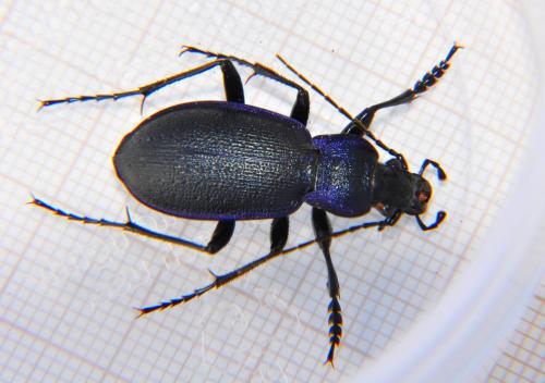 Réf. 73 841 : Carabus problematicus