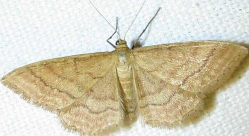 Réf. 73 135 : Idaea ochrata