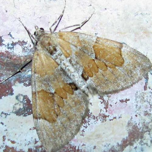 Thera sp.