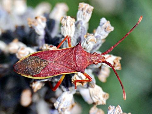 Gonocerus insidiator
