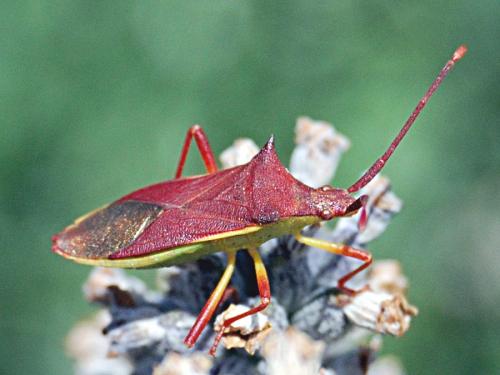 Gonocerus insidiator