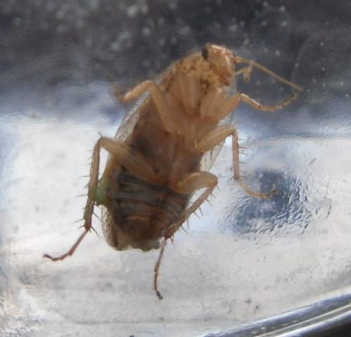 Réf. 73 147 : Ectobius sp.