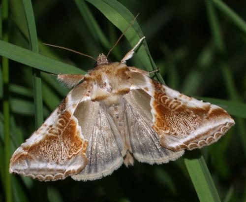 Réf. 73 027 : Habrosyne pyritoides