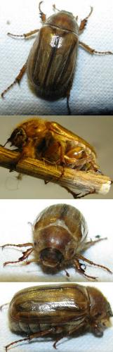 Amphimallon solstitiale