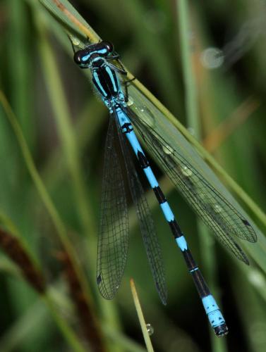 Coenagrion hastulatum