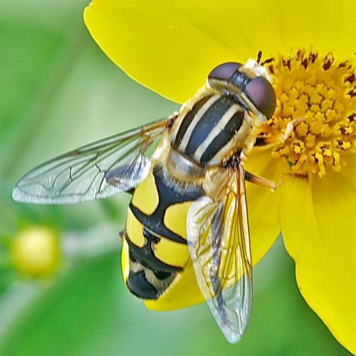 Réf. 73 710 : Helophilus trivittatus