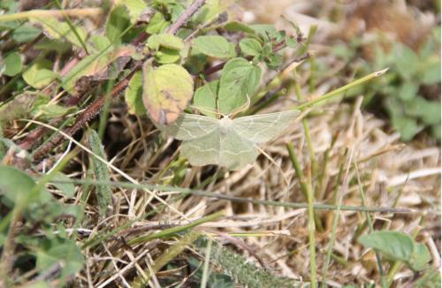 Thalera fimbrialis