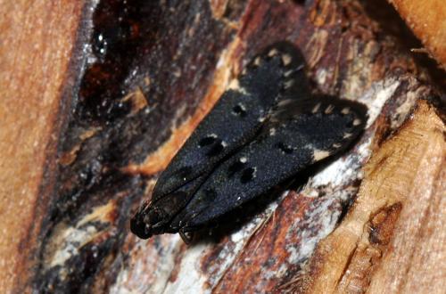 Dichomeris alacella