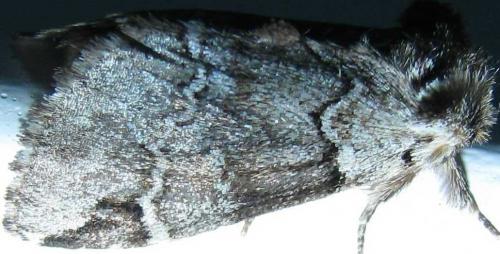 Réf. 73 685 : Drymonia melagona