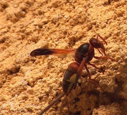 Réf. 73 510 : Rhynchium oculatum