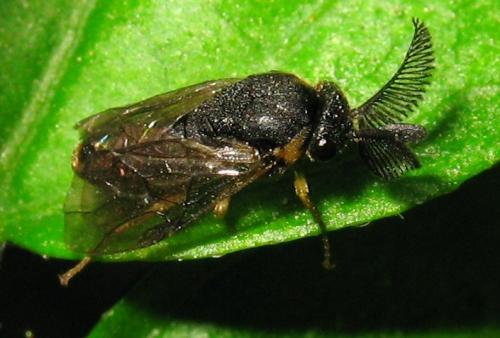 Diprioninae