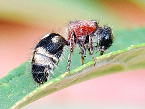 Smicromyrme partita