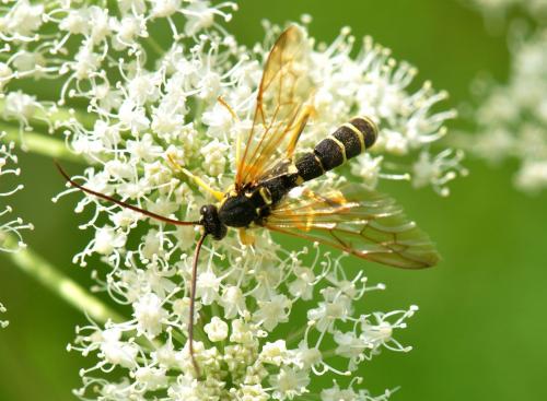 Réf. 73 554 : Metopius sp.