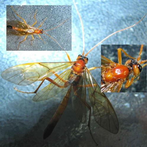 Réf. 73 271 : Opheltes glaucopterus