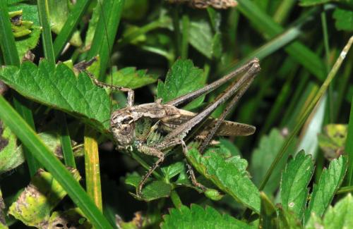Réf. 73 074 : Platycleis sp.