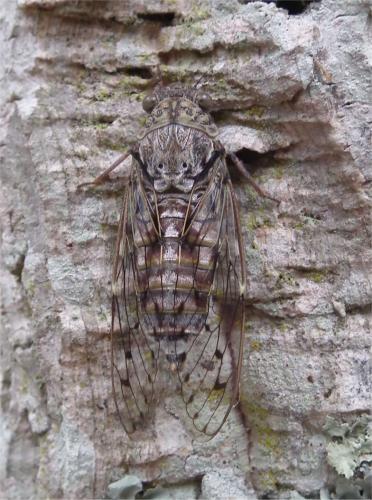 Réf. 73 900 : Cicada orni
