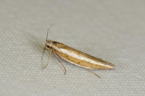 Réf. 73 138 : Pleurota aristella