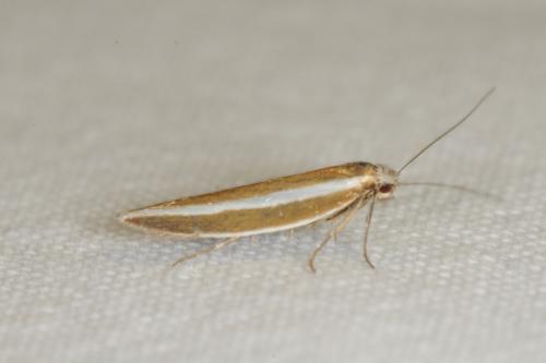 Réf. 73 130 : Pleurota aristella