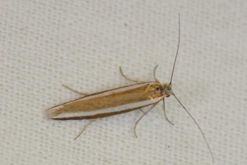 Réf. 73 140 : Pleurota aristella